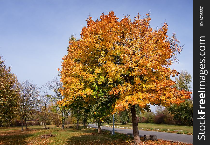 Autumn Leaves In Park