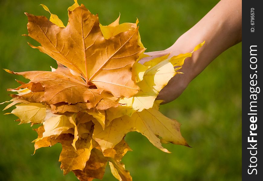 Bouquet autumn leaves hold in hand