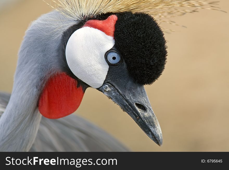 Southern Crowned Crane Native to East Africa Balearica Pavonina. Southern Crowned Crane Native to East Africa Balearica Pavonina.