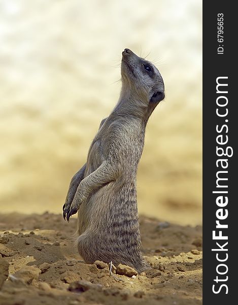 Meerkat (suricata) on alert.Jerusalem zoo