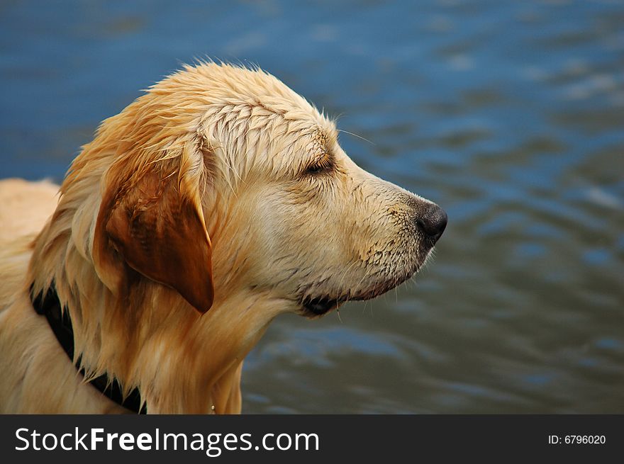 Golden Retriever In Water