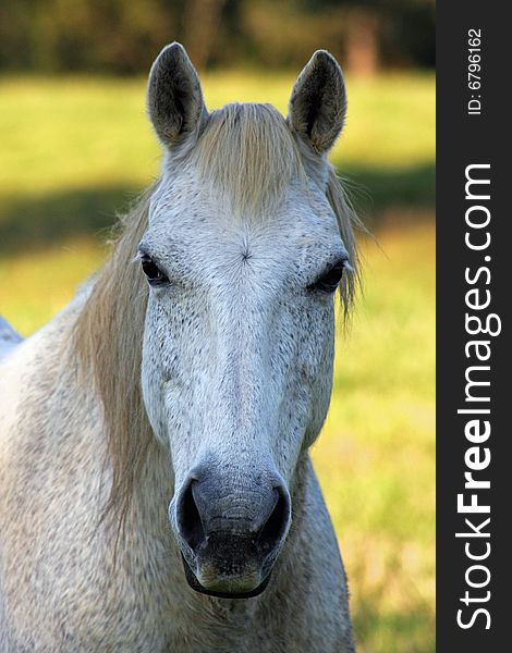 Full frontal head shot of a grey speckled paddock horse looking pretty alert and attentive to the photographer. Full frontal head shot of a grey speckled paddock horse looking pretty alert and attentive to the photographer