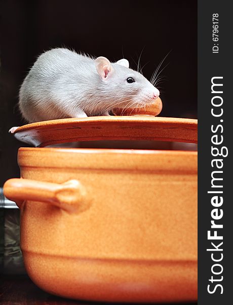 Rat in kitchen,focus on a head.