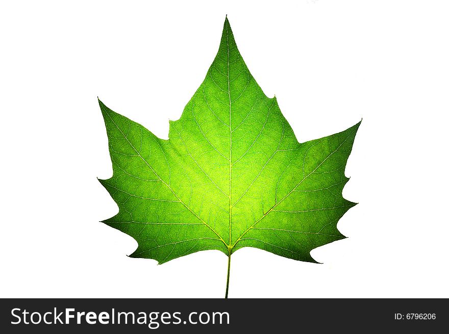 Green maple isolated on white