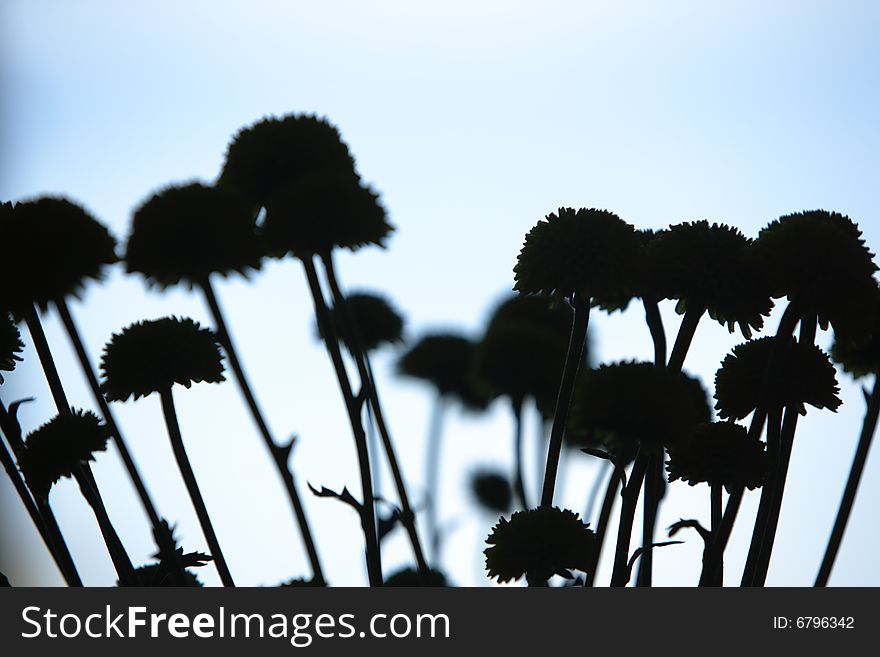 Flowers on an overcast day silhouetted by a cloudy sky