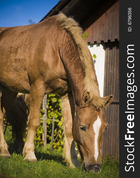 Horse on a farm in summer