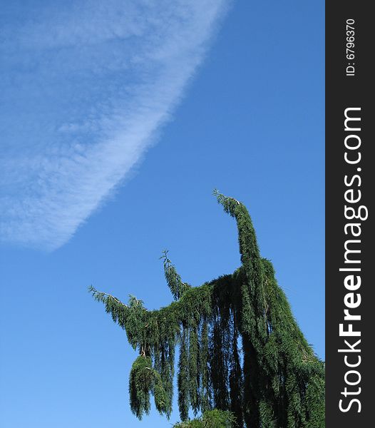 Green tree and blue sky