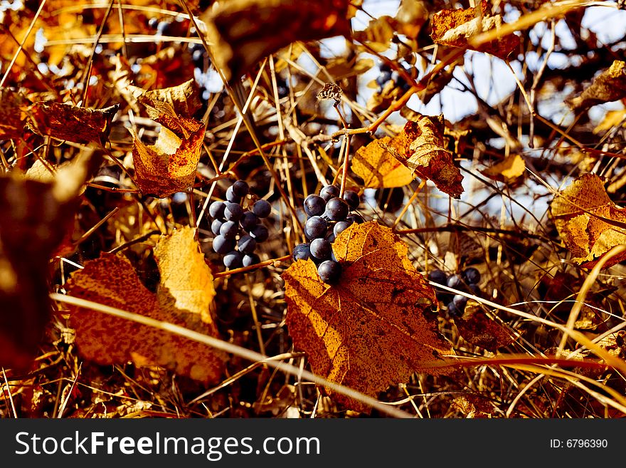 Autumn grapes on a sonny day