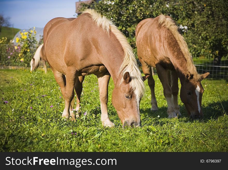 Horse on a farm in summer