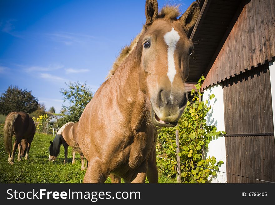 Horse on a farm in summer