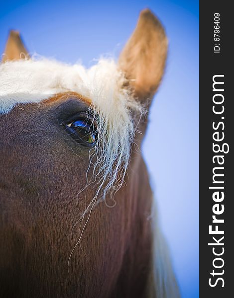 Horse on a farm in summer