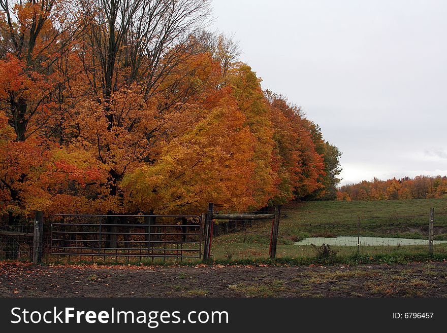 Vivid fall colors displayed in rural Michigan, October of '08