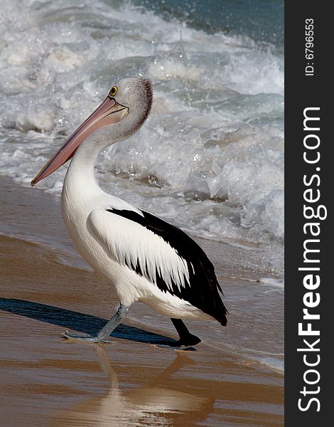 Huge Pelican on the beach, Australia