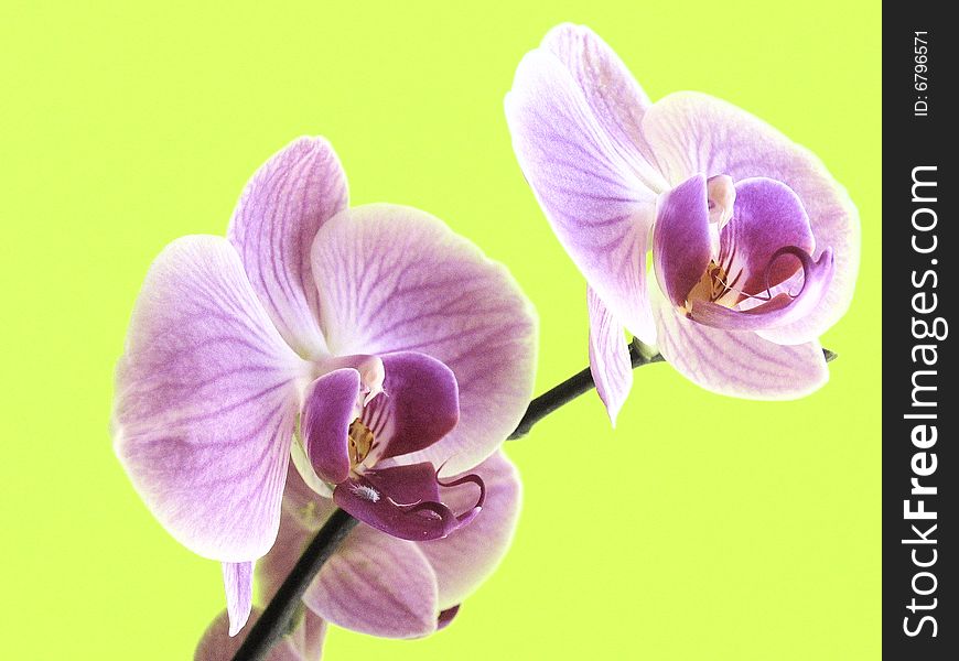 Macro orchid of falinopsis on the coloured background