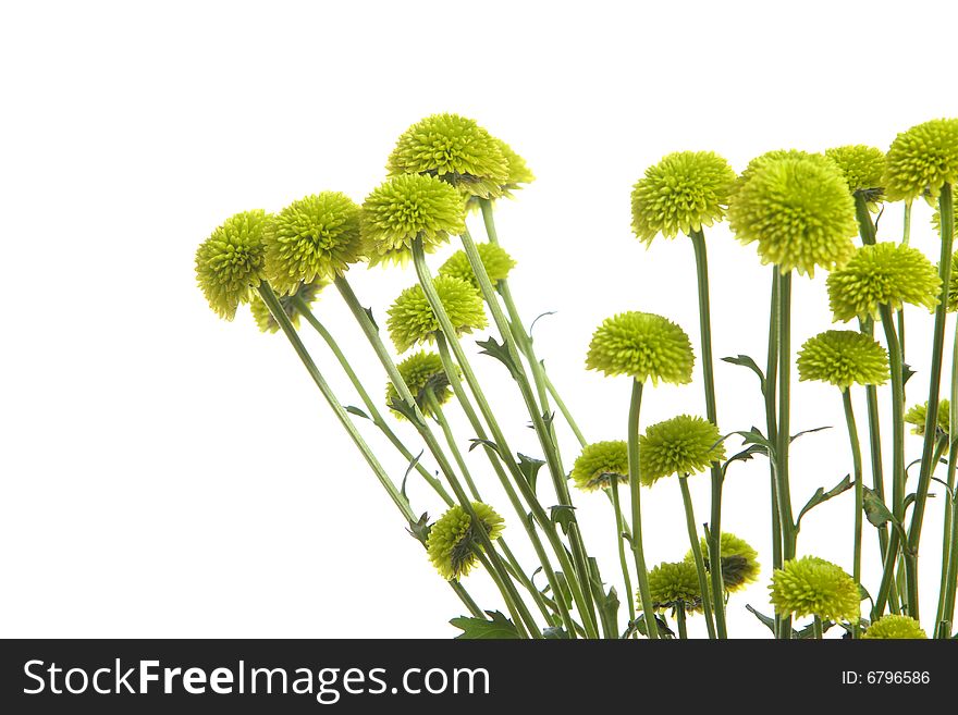Green flowers isolated on white in the studio