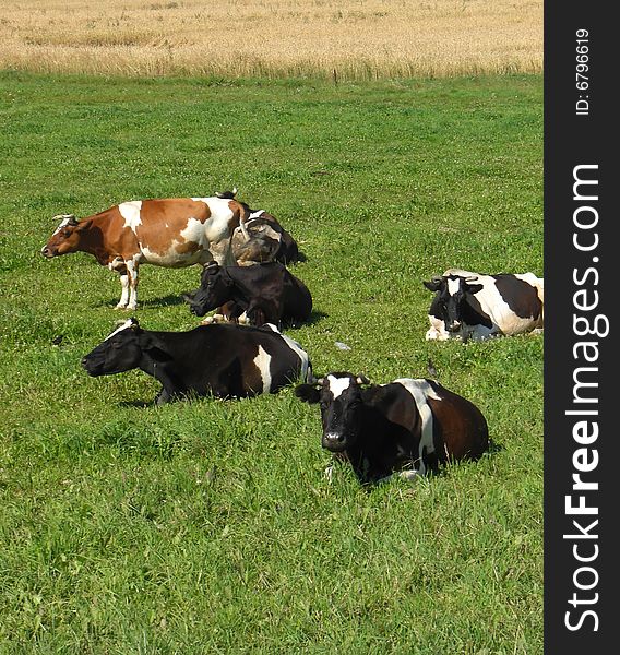 Picture of cows, relaxing on a pasture. Picture of cows, relaxing on a pasture