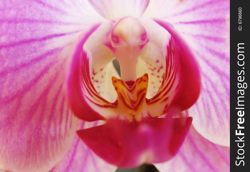 Macro orchid of falinopsis on the coloured background