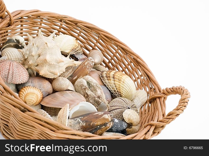 Mussels in the creel on a white background. Mussels in the creel on a white background