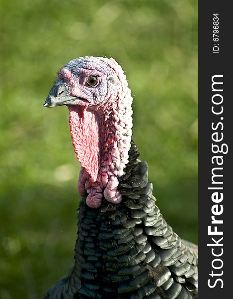 A single Turkey head with green background. A single Turkey head with green background