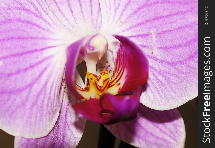 Orchid Of Falinopsis