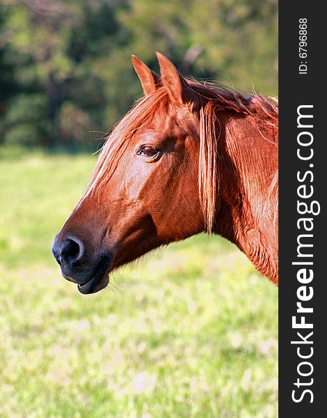 Brown horse head glistening in afternoon sun. Brown horse head glistening in afternoon sun