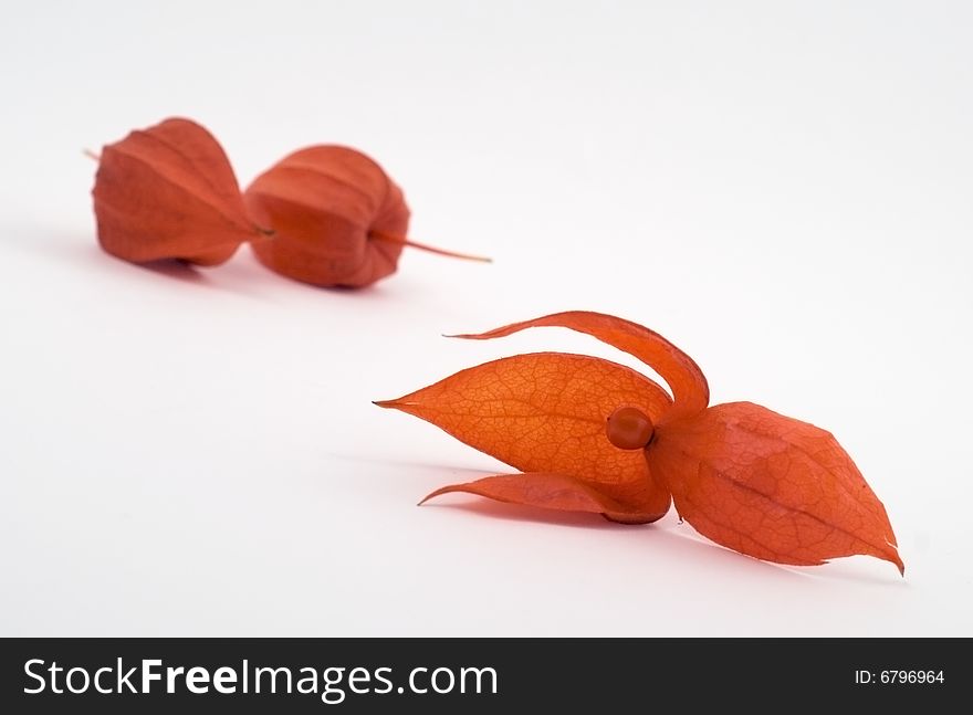 Physalis alkekengi on the white background