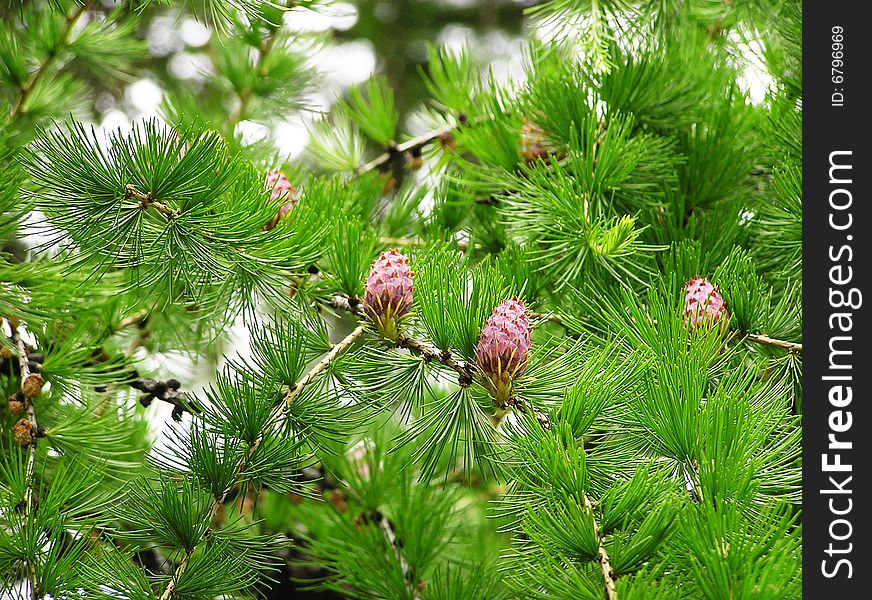 Prickly plants with cones at natural illumination