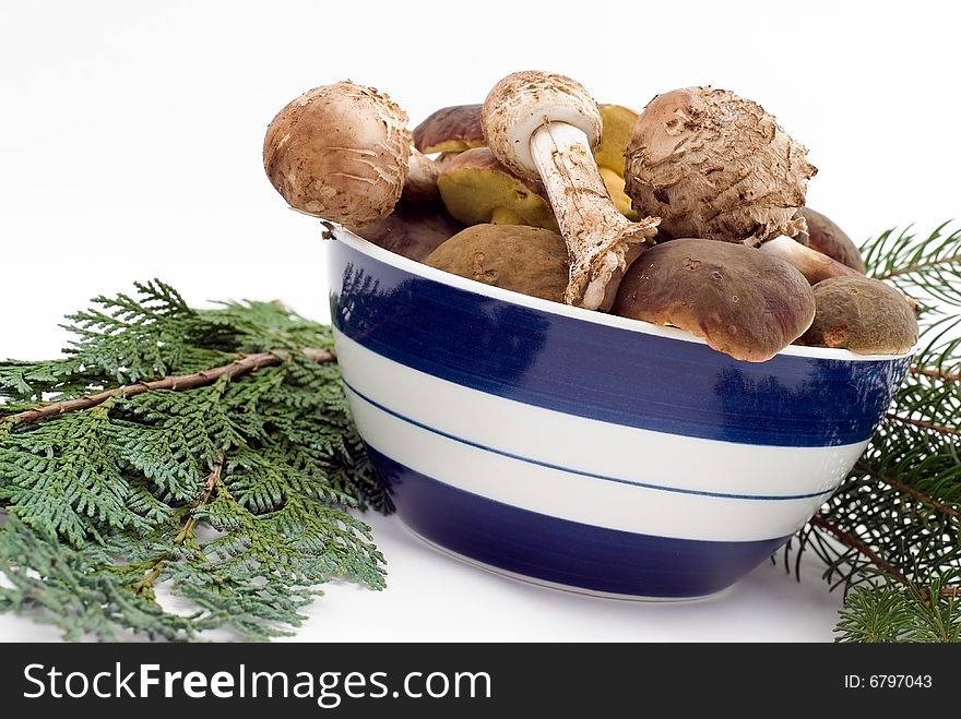 Raw fresh mushrooms in the dish