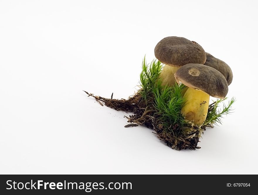 Raw fresh mushrooms on the white background