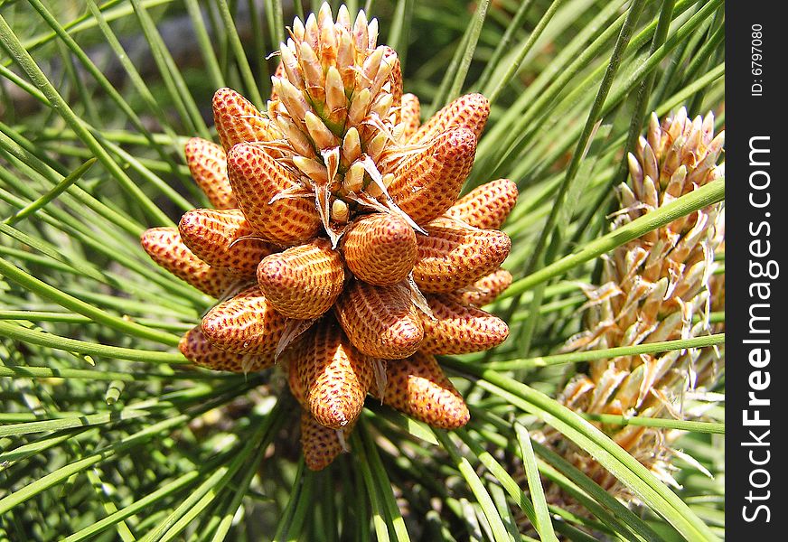 Plants With Cones