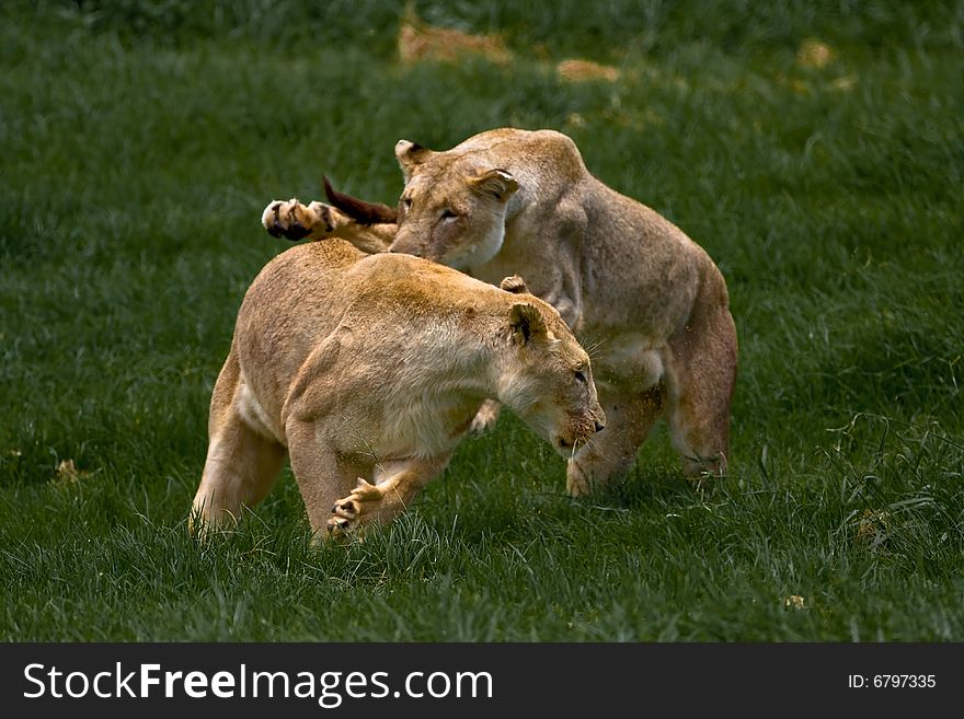 African Lionesses play fighting in the green grass. African Lionesses play fighting in the green grass