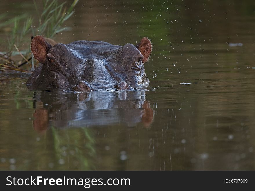 Hippopotamus in deep water at Lake Panic in the greater Kruger park