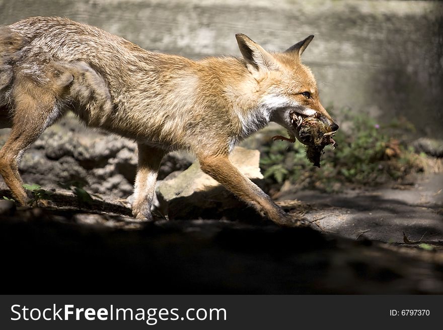 The fox with good catch for dinner