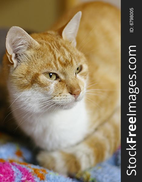 Portrait Of Red Tomcat
