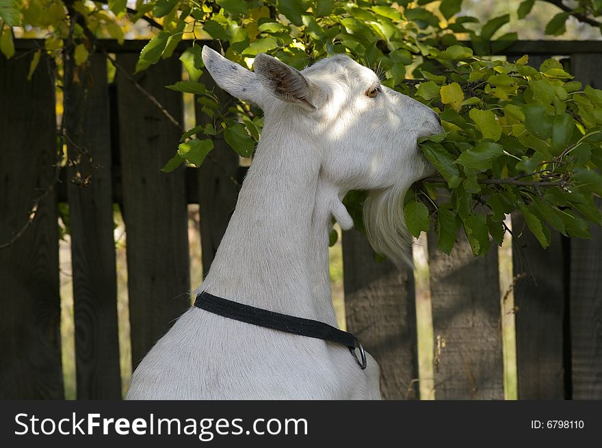 White goat, that eats up the branches of the tree
