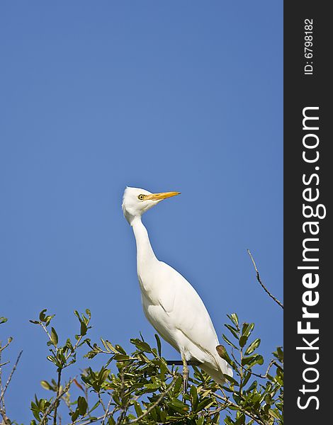 A Cattle Egret perched high up in a tree and looking around. A Cattle Egret perched high up in a tree and looking around