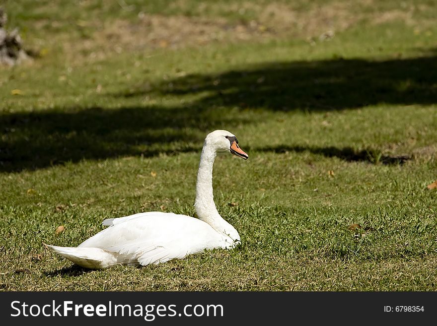 A Mute Swan at rest in the grass on the banks of a pond. A Mute Swan at rest in the grass on the banks of a pond