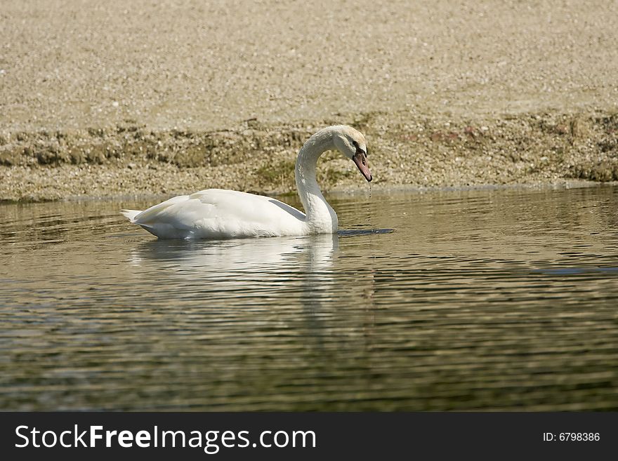 A Mute Swan Feeding Along The Bank