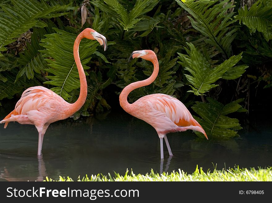 A pair of Flamingos square off over territory