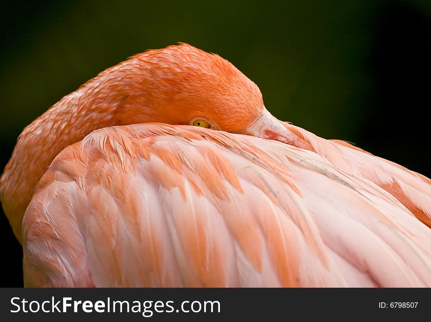 A Flamingo resting with his head tucked into his wing. A Flamingo resting with his head tucked into his wing