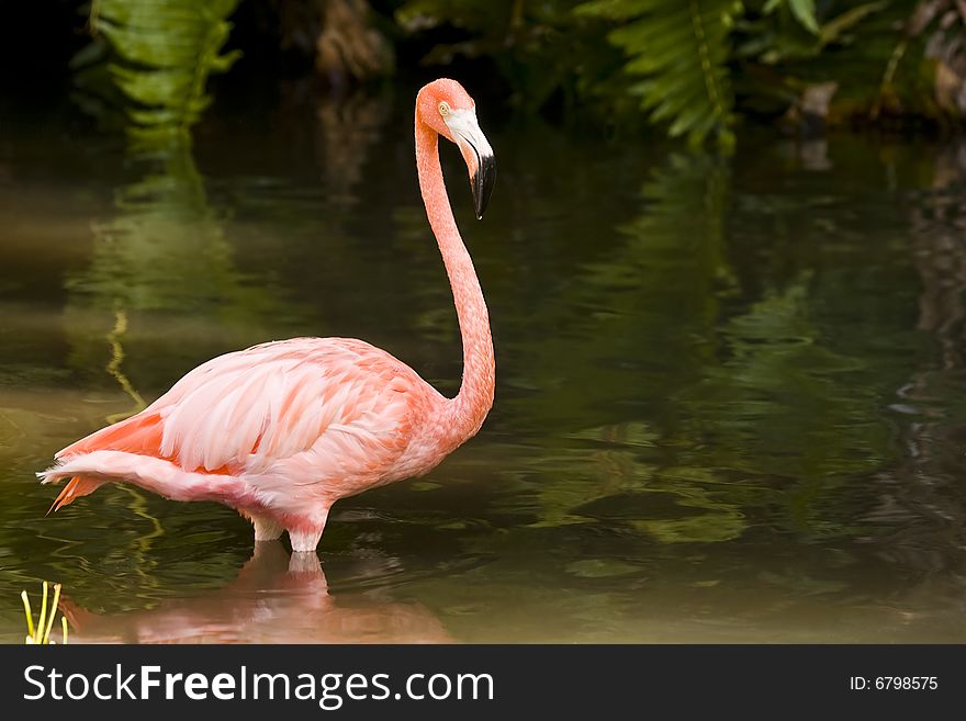 A Flamingo wading in a pool of brackish water