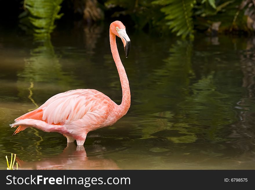 A Flamingo wading in a pool