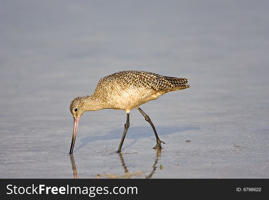 A Marbled Godwit feeding in a pool as he walks along.