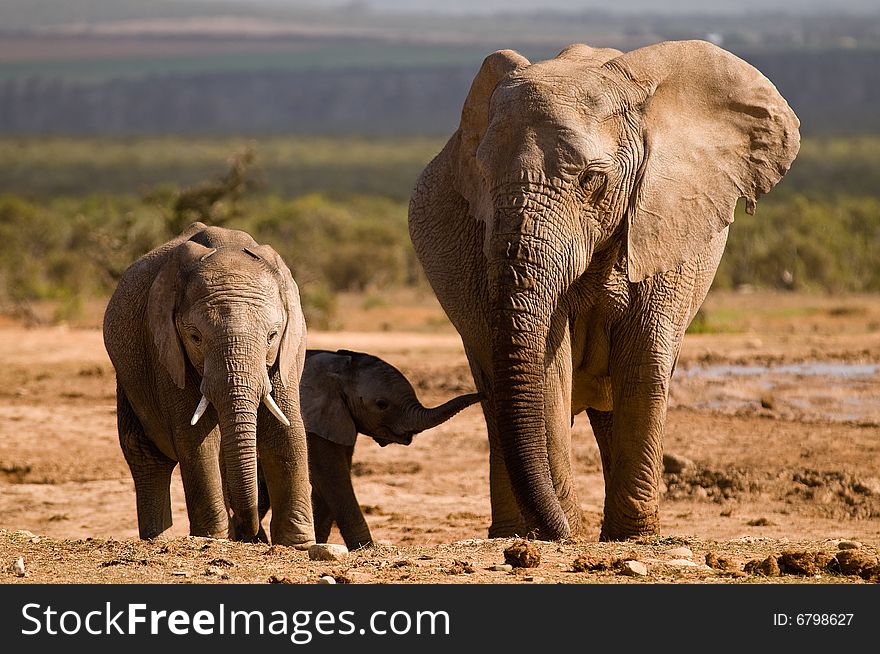 Three elephants, a mother, her calf and a teenager resting at a water hole