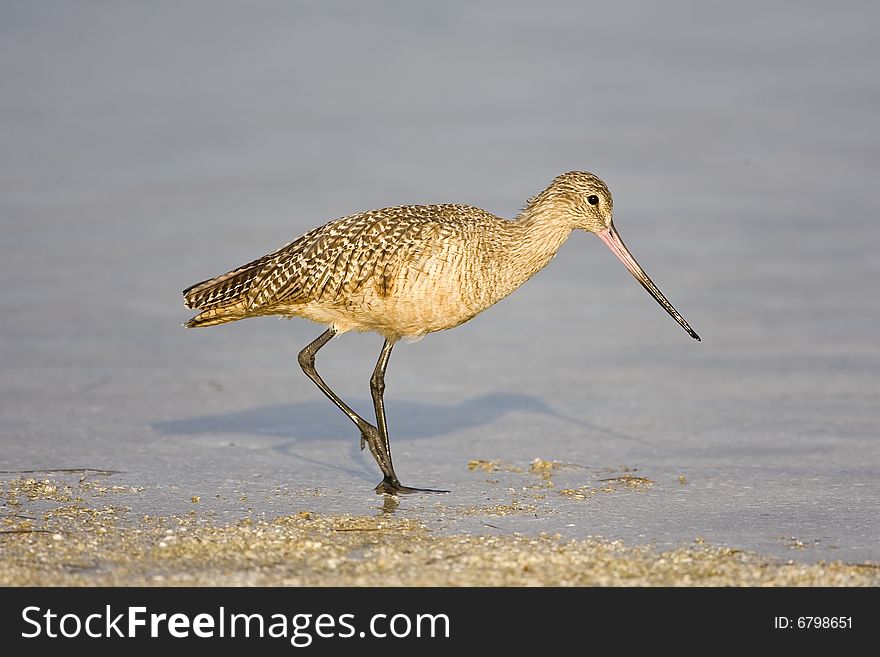 A Marbled Godwit walks along the beach in a tidal pool. A Marbled Godwit walks along the beach in a tidal pool