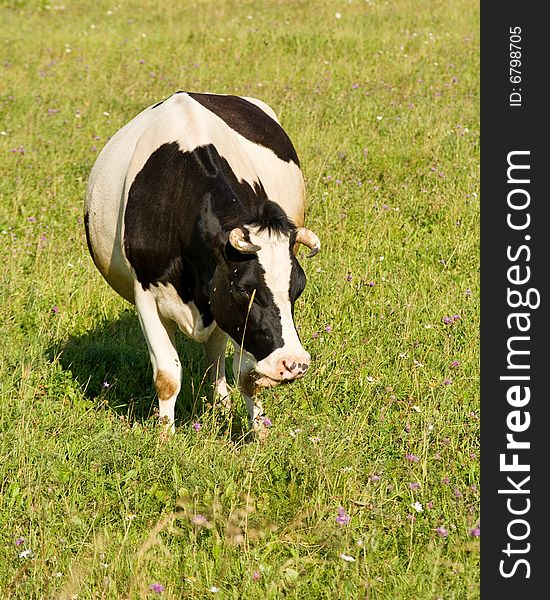 Black and white spotty cow on a meadow. Black and white spotty cow on a meadow