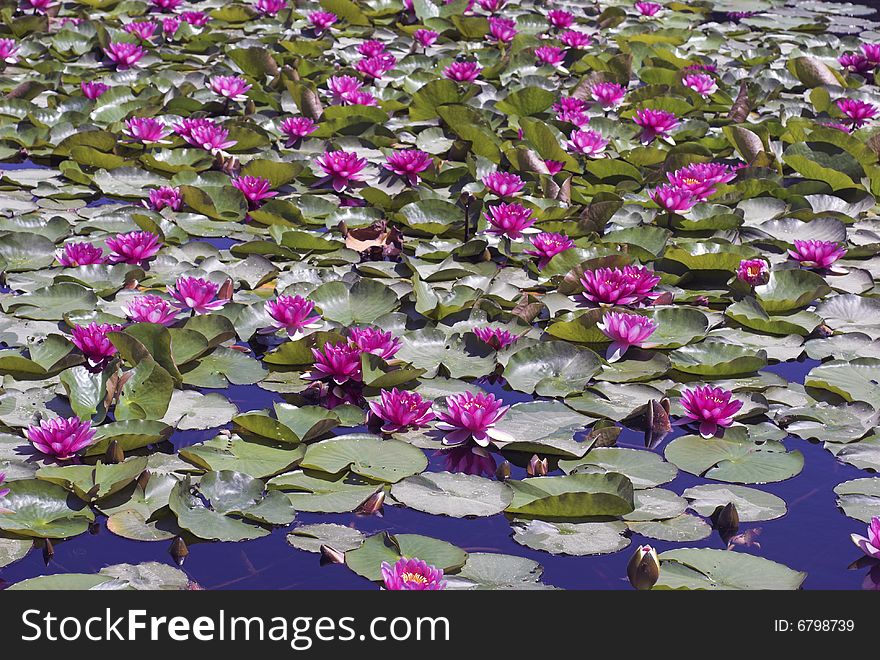 Pink Waterlilys In Corsican Lake - Close-Up