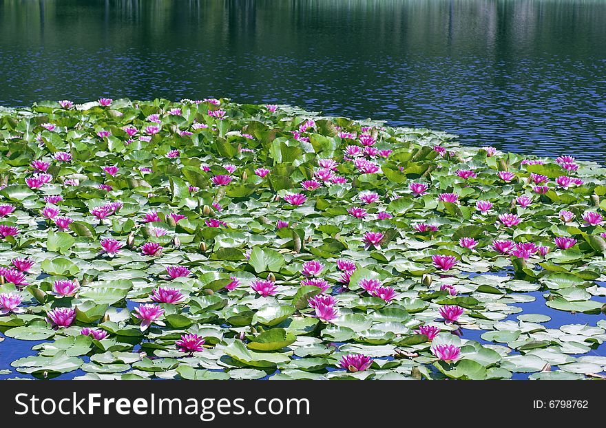 Corsican Lake And Waterlilys