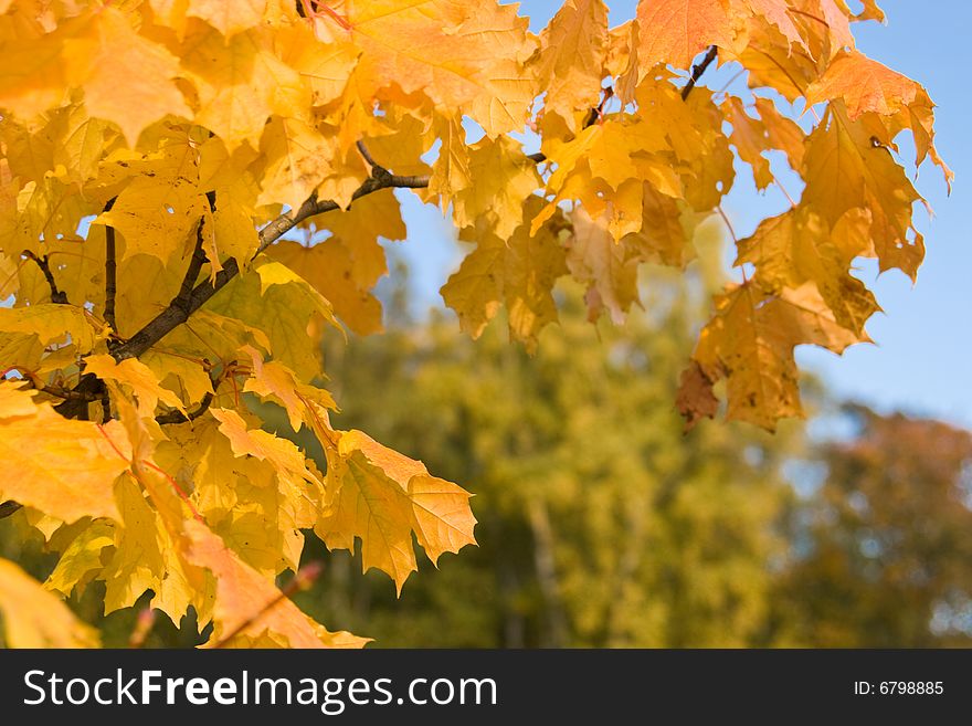 Background from autumn leaves. Outdoor close up.