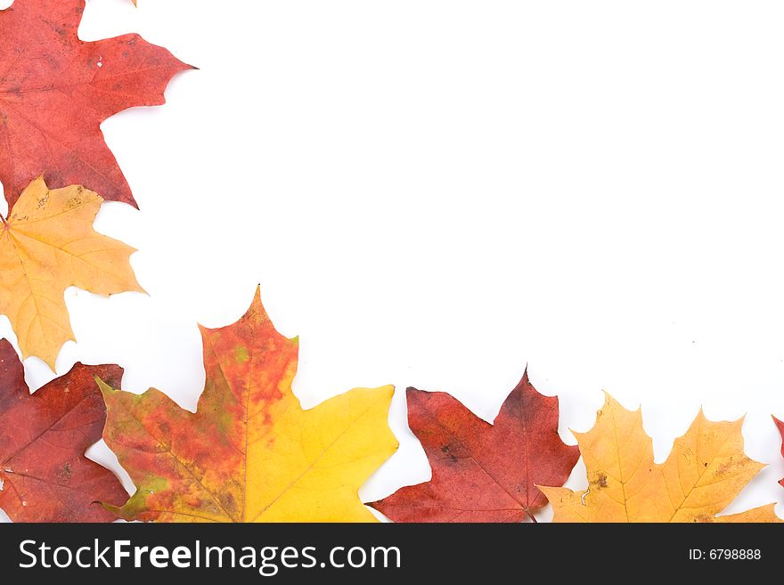 Autumn leaves on a white background. Close-up.